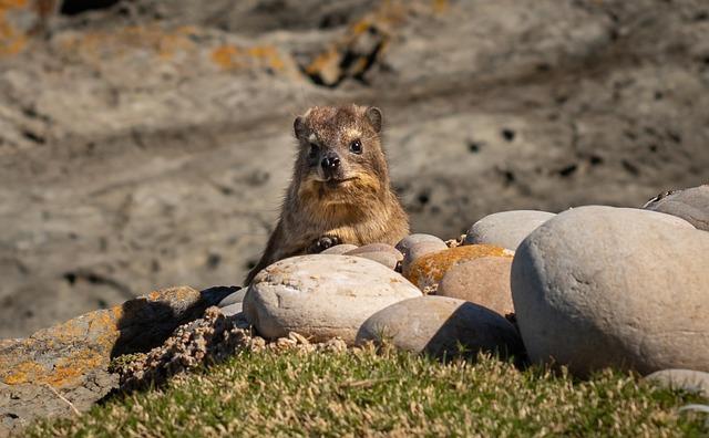 hyrax, south africa, coast